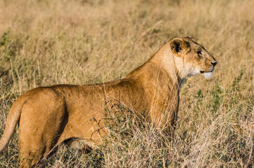 lionne dans la réserve de Sérengeti en Tanzanie