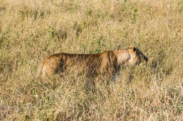 lionne dans la réserve de Sérengeti en Tanzanie