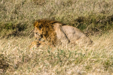 scène de lion et lionne dans la réserve de Sérengeti en Tanzanie