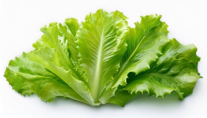 fresh green lettuce leaf isolated on white background healthy eating and organic food concept