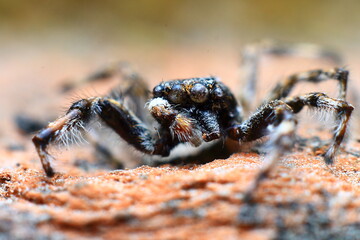 spider on the wall