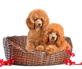 Adorable small poodle puppies sitting in a dog bed