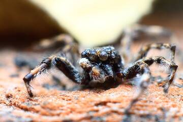 spider on the wall