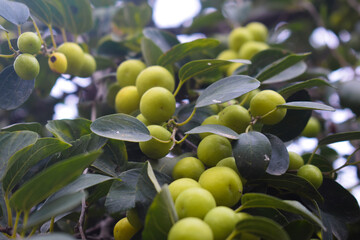 Indian jujubes in basket on table.Chinese date.Fresh jujubes. Fresh and delicious Indian jujube fruit with cut pulp. jujube fruits on a tree on a background of green leaves .Ziziphus mauritiana, also 