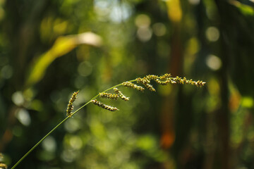 Fototapeta premium Close-Up of Wild Grass Seed Head with Blurred Green Background