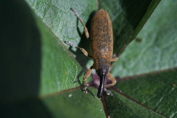Beetle weevil Rhynchophorus ferrugineus at spring in the green field    