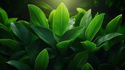 Fototapeta premium Closeup of Lush Green Leaves with Dew Drops Illuminated by Soft Light
