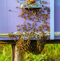 Bee swarm on beehive wall near the exit, escape of bee colony from the hive. Swarming honey bees in summer day in process.