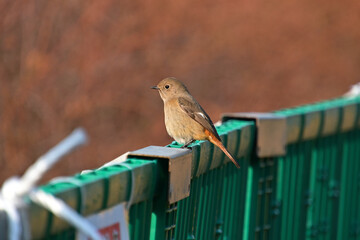 工事用のフェンスにとまった雌のジョウビタキ