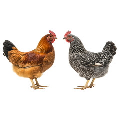 Fototapeta premium Chickens Isolated background