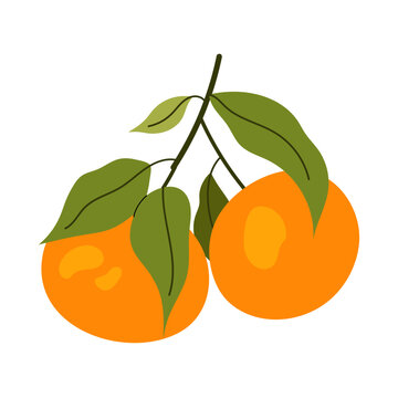 orange tangerines green leaves white background clip art preview