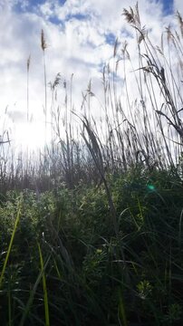Backlit Tall Grass with Clouds &ndash; Peaceful Wilderness. Video in vertical format