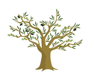 Obraz premium Olive tree with green leaves and ripe black and green olives. Classic Mediterranean tree with thick trunk and many branches. Food, farming, agriculture, botanical themes. Flat vector illustration.