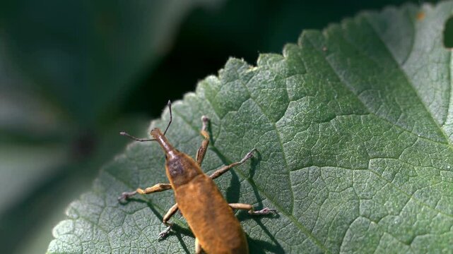 Beetle weevil Rhynchophorus ferrugineus at spring in the green field 