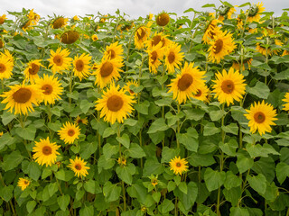 Summer Sunflowers growing on Sunflower maze at Great Budworth, Cheshire, UK