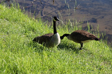canada goose on the grass