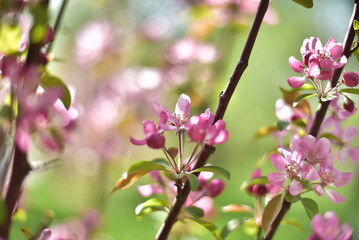 pink flowers