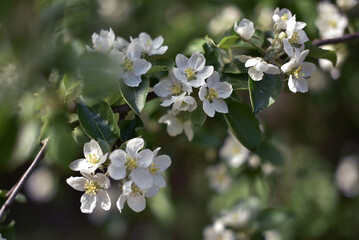 apple tree blossom
