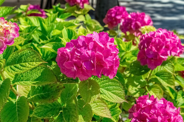 Bright pink Hydrangea macrophylla blossoms in full bloom, surrounded by lush green leaves. The vibrant colors of the flowers make this plant a standout feature in any garden setting