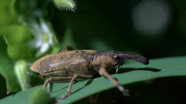 Beetle weevil Rhynchophorus ferrugineus at spring in the green field 