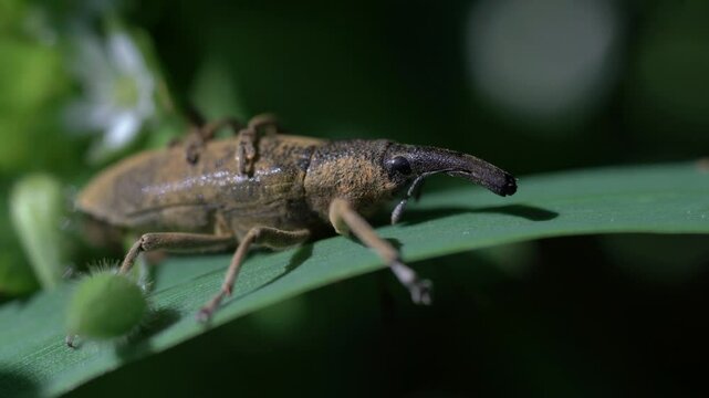 Beetle weevil Rhynchophorus ferrugineus at breeding season macro footage
