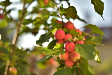 apples on a tree