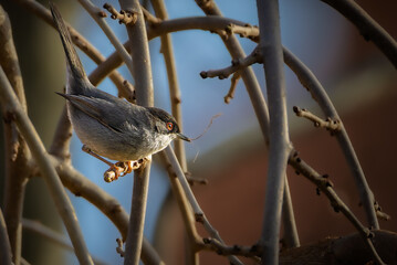 Sardinian Warbler perched in a tree in the morning light