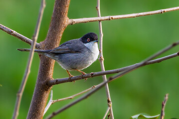Sardinian Warbler perched in a tree in the morning light
