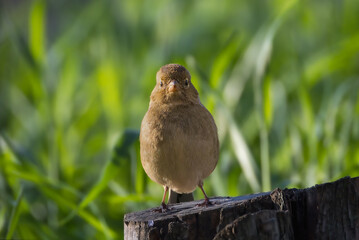 Eurasian Chaffinch perched in a tree in the morning light