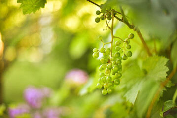 green grape leaves