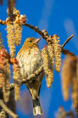Eurasian Chaffinch perched in a tree in the morning light