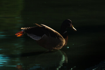 Fototapeta premium mallard duck on the surface of a pond in the morning light