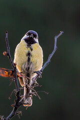 Great Tit perched in a tree in the morning light