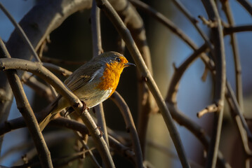 European Robin perched in a tree in the morning light