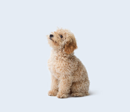 Cute Poodle sitting and smiling
