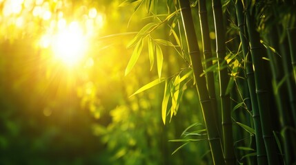 Bright sunlight shines on a bamboo forest with lush green leaves