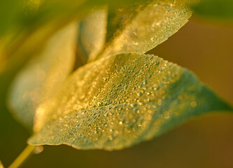 Dew Drops on a Leaf