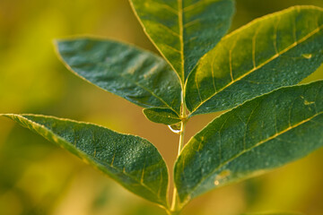 Dew Drops on a Leaf