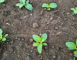 Tobacco plant growing in the field	
