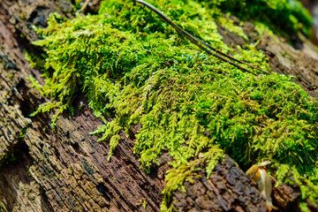 Green Moss on a Fallen Log