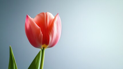 A single coral tulip flower displays its colorful delicate petals in a studio