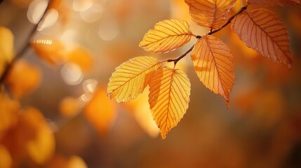 Obraz premium A close up view of golden autumn leaves on branches