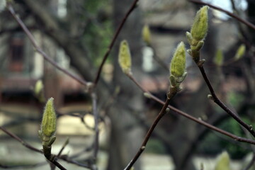 The branches with swollen magnolia buds in spring on blurred background