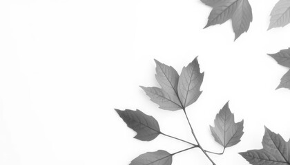 Single autumn leaf isolated on white background, november, brown