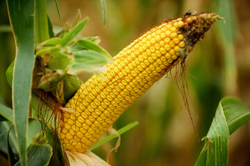 ripe corn in the field