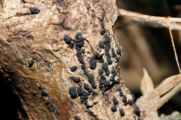 朽木の幹に張り付くように着生するクリイボイボがたくさん集まったクロコブタケキノコ群