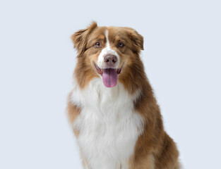 Fototapeta premium Portrait of a happy dog, Australian Sheperd breed