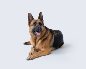 Beautiful German Sheperd lying down
