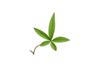 Merremia or woodroses leaves isolated on white background