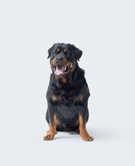 Fototapeta premium Beautiful Rottweiler sitting and looking at camera
